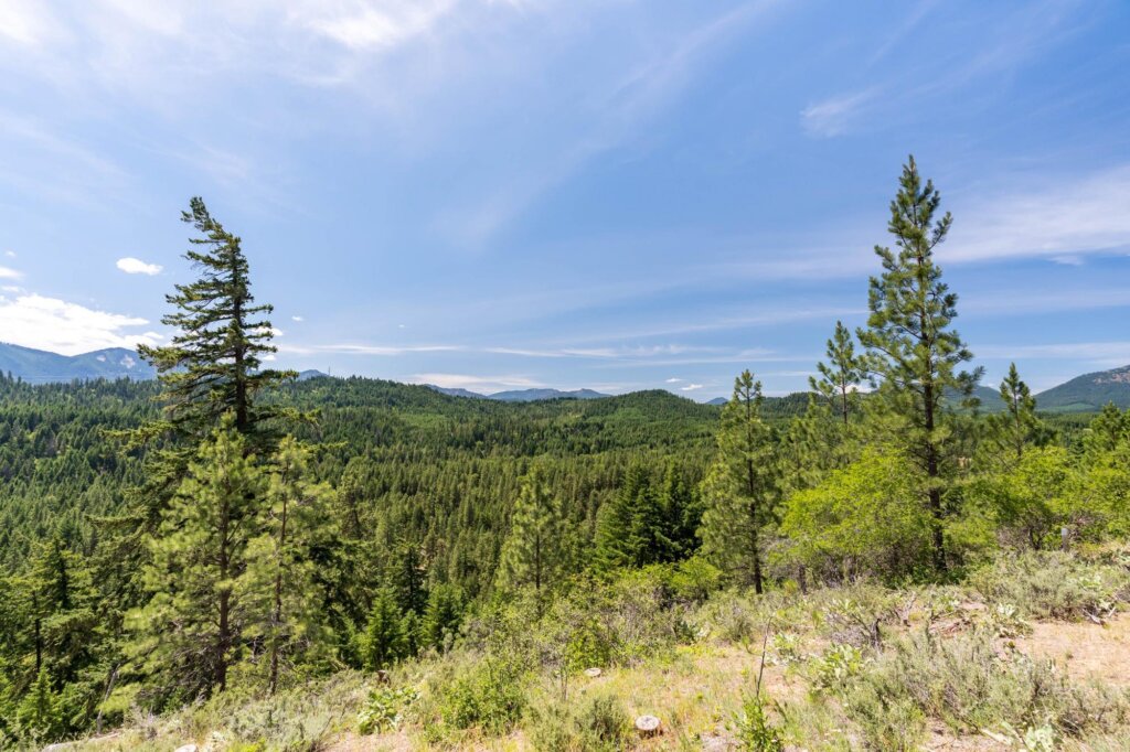 a scenic view of a forest with mountains in the background.