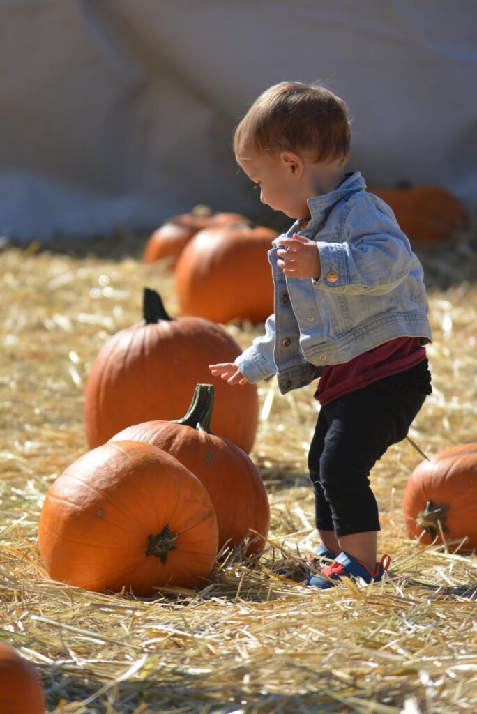 a little boy standing in a field of pumpkins.