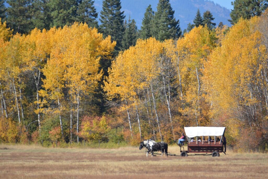 a couple of horses pulling a wagon through a field.