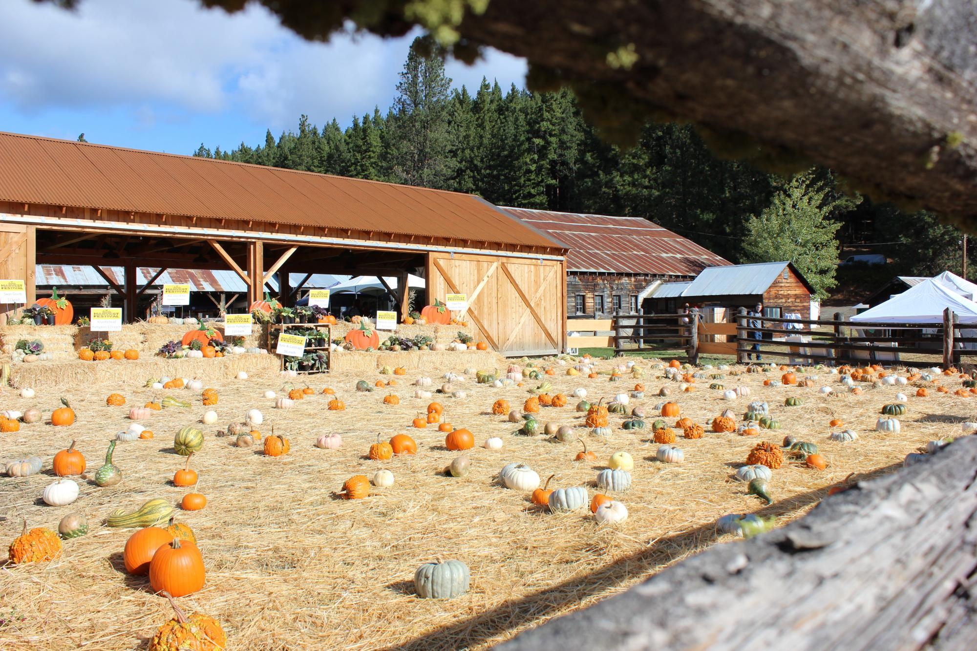 An Autumn Celebration at Harvest Festival