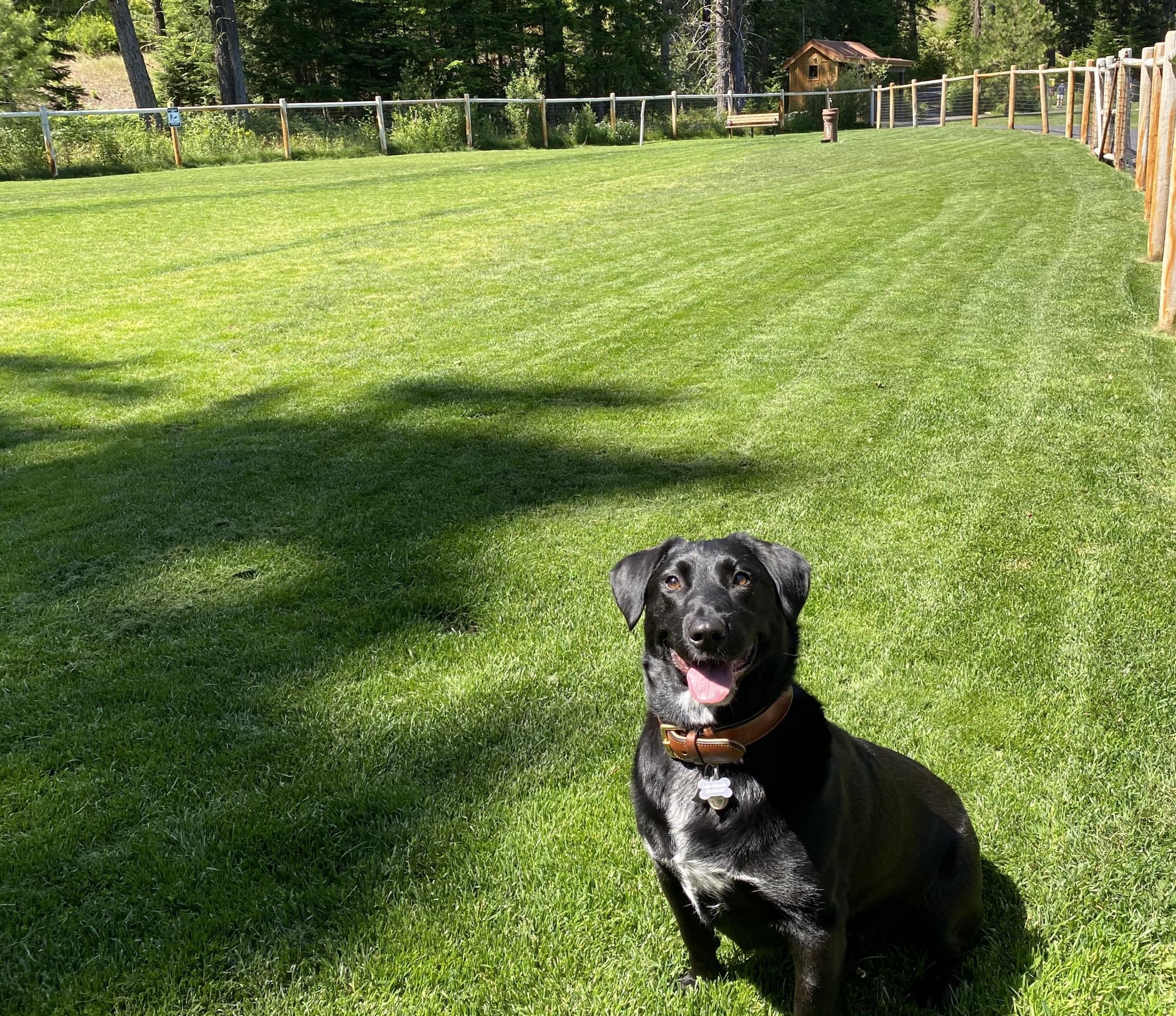 Man’s Best Friend Has a New Playground