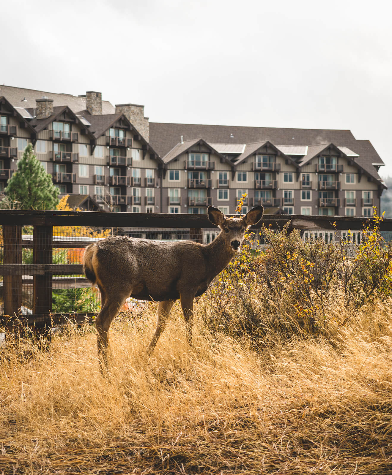 A deer stands on dry grass in front of a wooden fence, with Suncadia homes nestled in the background, blending rustic charm and natural beauty seamlessly.