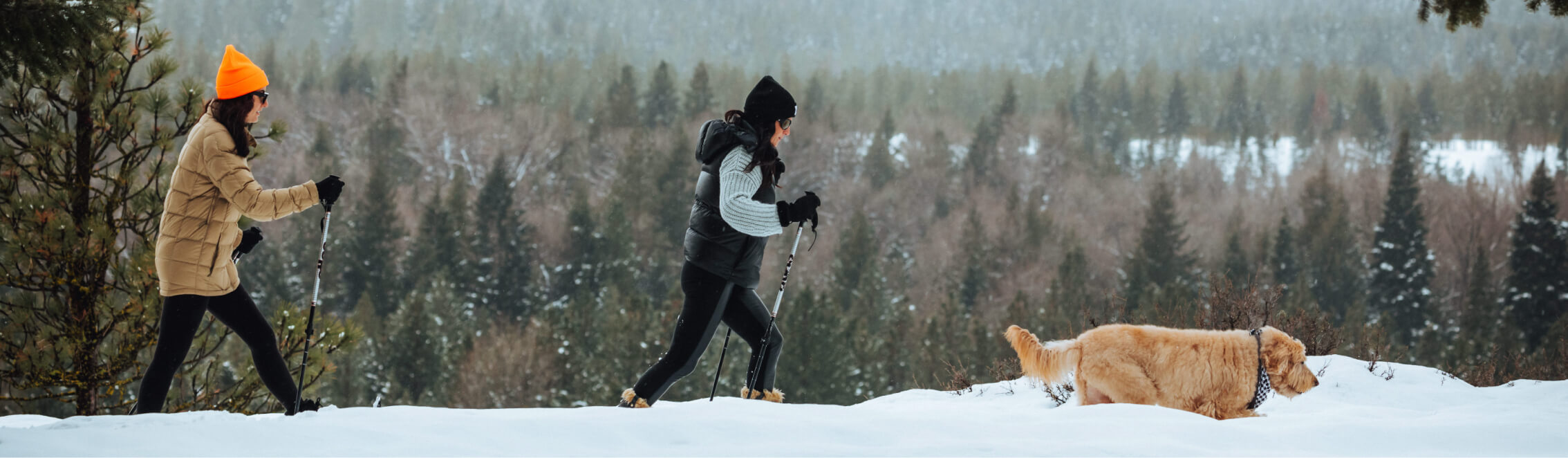 Two people are snowshoeing through a snowy forest at Suncadia Resort, with a golden retriever joyfully leading the way.