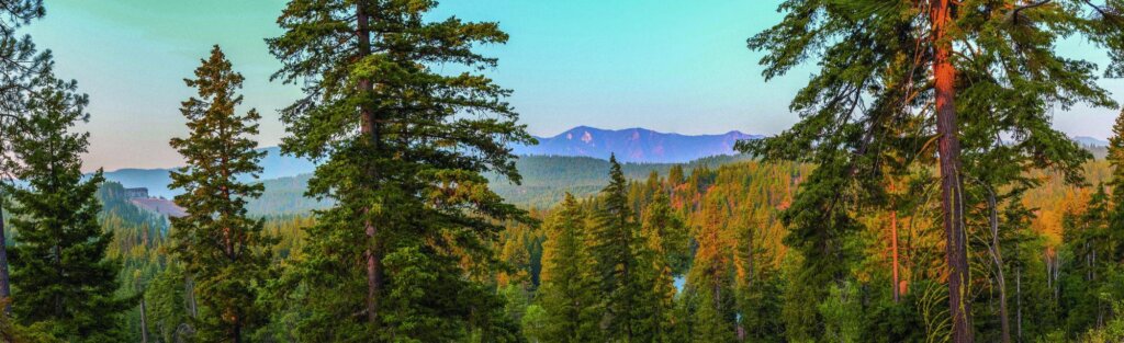 a forest filled with lots of tall trees.