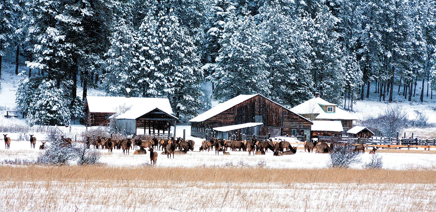 A herd of elk stands gracefully in front of wooden barns and snow-covered trees in a winter landscape, capturing the serene beauty that surrounds Suncadia.