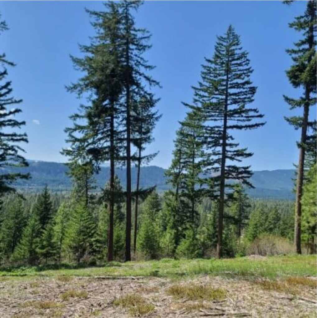 Tall pine trees stand in a forest under a clear blue sky, with distant mountains enhancing the backdrop, reminiscent of the tranquil beauty surrounding Suncadia. Nearby, Cle Elum restaurants offer delightful escapes after exploring the serenity of Suncadia homes nestled in nature's embrace.