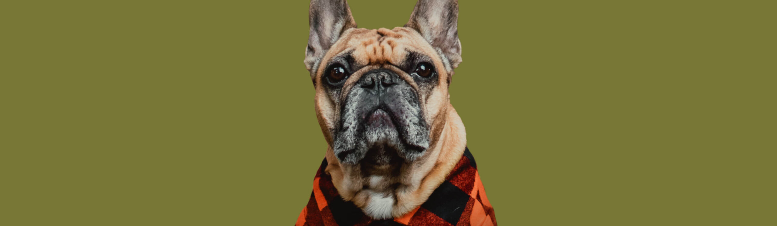 A French Bulldog wearing a red and black checkered shirt sits against a solid olive green background, exuding charm much like the inviting aesthetics of Suncadia homes.