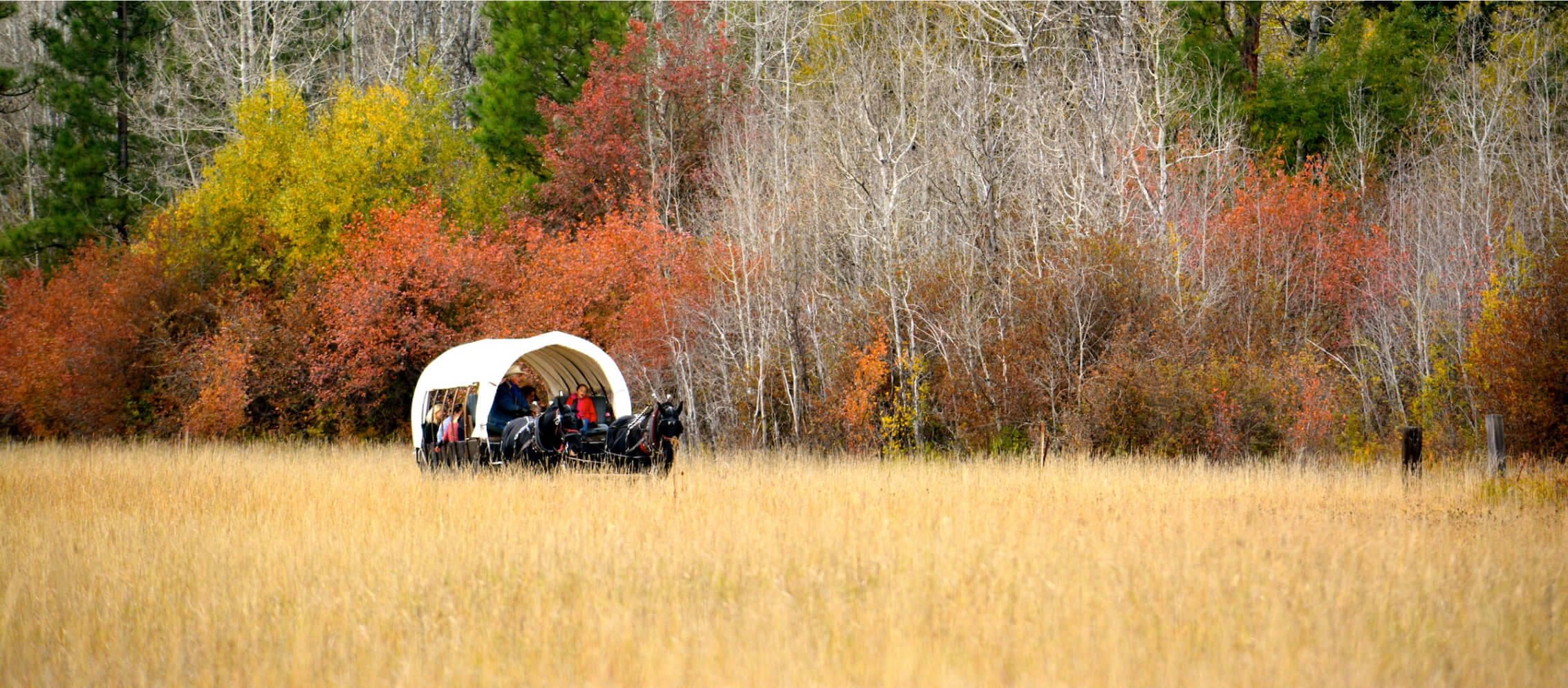 A covered wagon travels through a grassy field near Suncadia Resort, surrounded by colorful autumn trees.