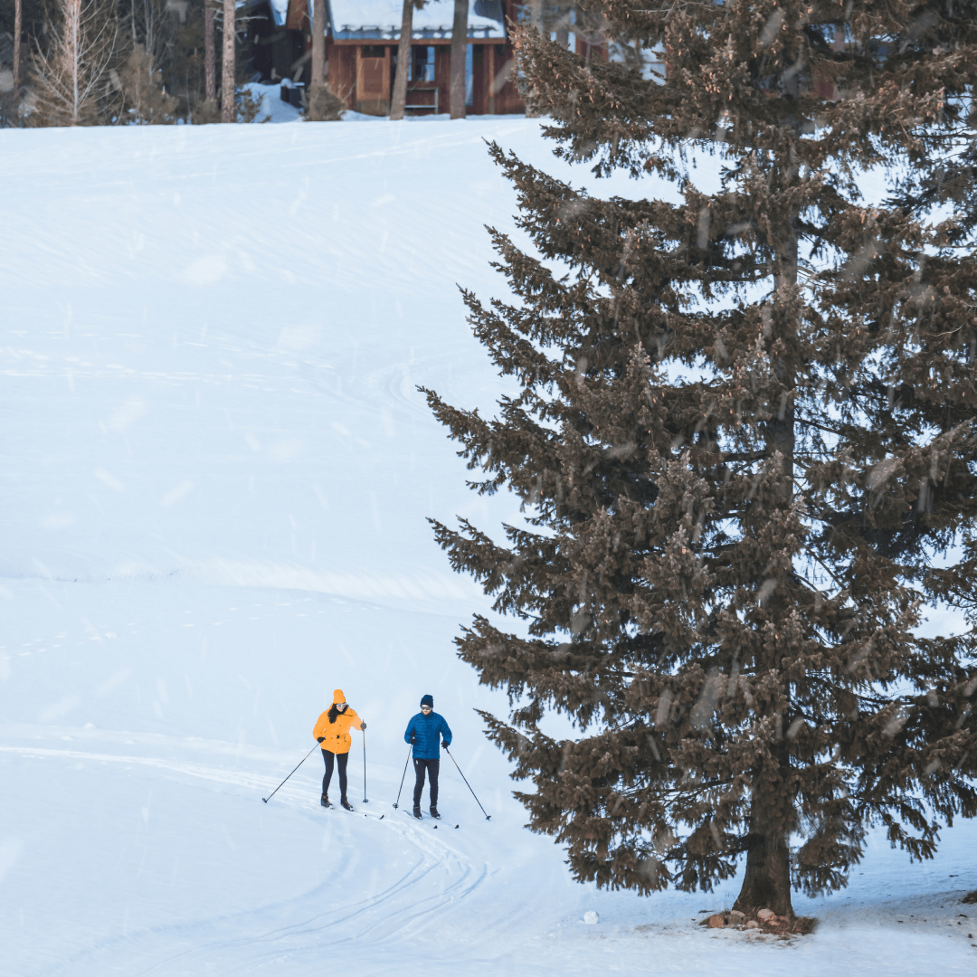 Two people in yellow and blue jackets are cross-country skiing on a snowy landscape, with a large evergreen tree nearby.