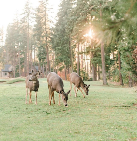 Three deer graze on a grassy lawn surrounded by tall trees, with sunlight filtering through the forest in the background.