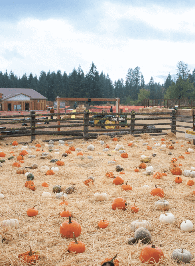 A fenced pumpkin patch with orange and white pumpkins scattered on straw, surrounded by trees and buildings under a cloudy sky.