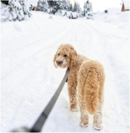 A curly-haired dog on a leash stands on a snow-covered path, looking back toward the camera. Snow and trees are visible in the background.