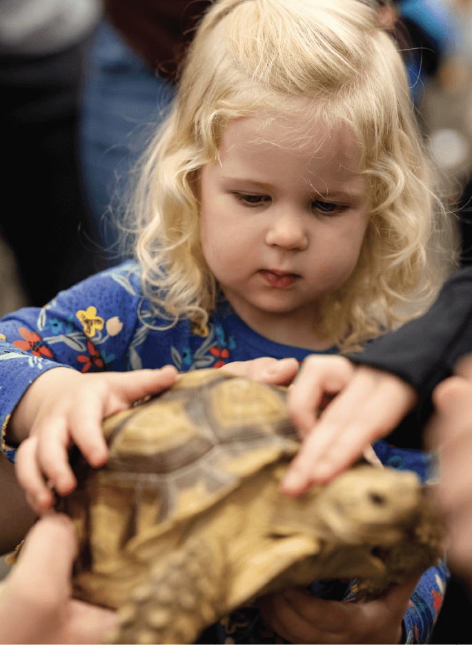 A young child in a blue shirt gently touches a tortoise while several other hands also reach out to pet the animal.