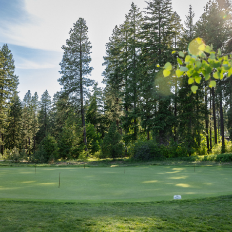 A golf putting green surrounded by tall pine trees under a partly cloudy sky, with a small white sign on the grass.