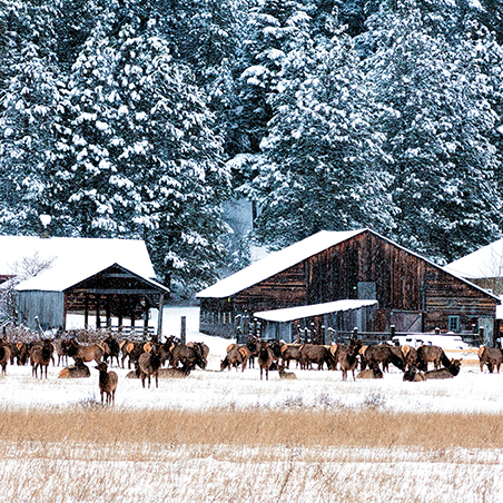 A herd of elk stands in a snowy field in front of wooden barns and snow-covered pine trees.
