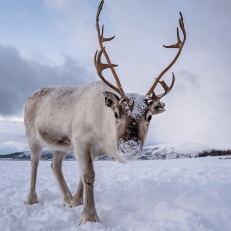 A reindeer with large antlers stands in a snowy landscape with snow covering its nose and head; mountains are visible in the background.