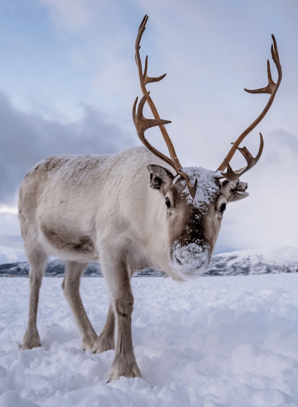 A reindeer with large antlers stands in snow, facing the camera, with snowy mountains and a cloudy sky in the background.