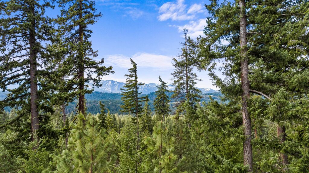 Tall evergreen trees in a dense forest with distant snow-capped mountains under a blue sky with scattered clouds.