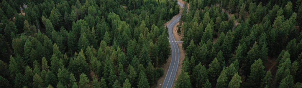 A winding road cuts through a dense green forest, seen from above, with tall trees on both sides and a small section of the road marked with white lines.