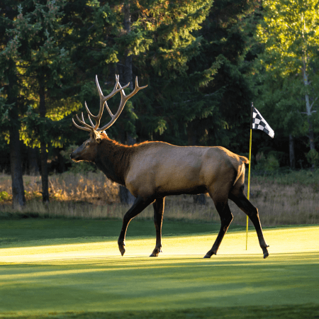 A large elk with impressive antlers walks across a golf course green near a checkered flagstick, with trees and sunlight in the background.