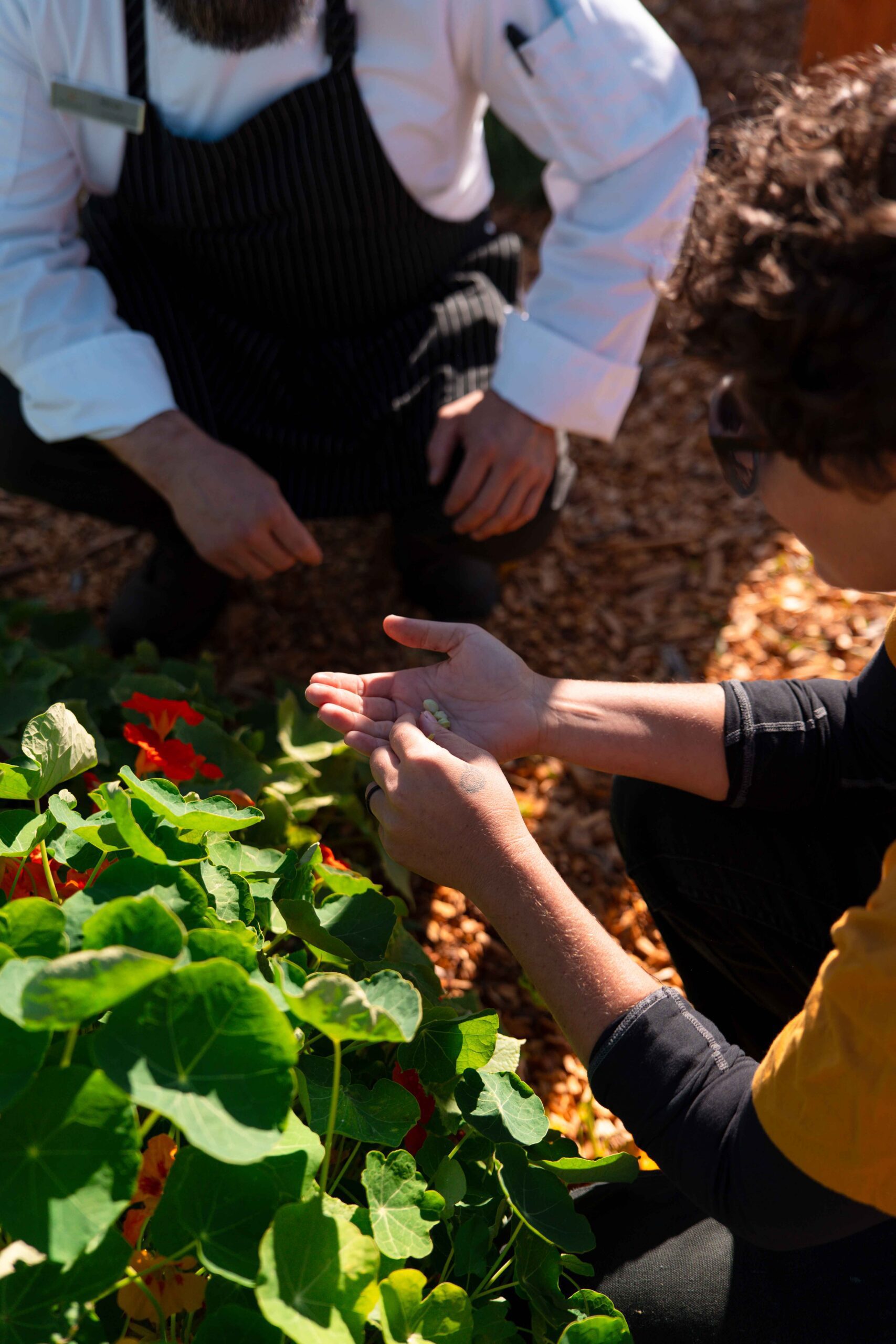 Two people crouch next to a garden bed with vibrant green leaves and orange flowers. One person holds something in their hands while the other, wearing a white chefs coat and striped apron, looks on.