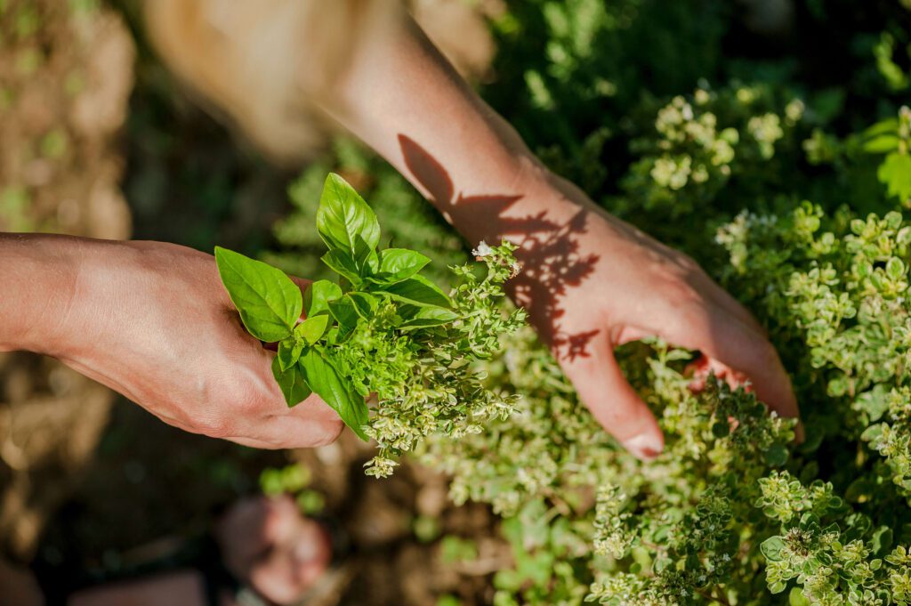 A person’s hands harvesting fresh green herbs from a garden, gently picking and holding leafy stems in sunlight.