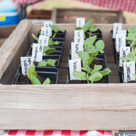 Small green seedlings in black pots with handwritten white labels, arranged neatly in a wooden crate on a table covered with a red and white checkered cloth.