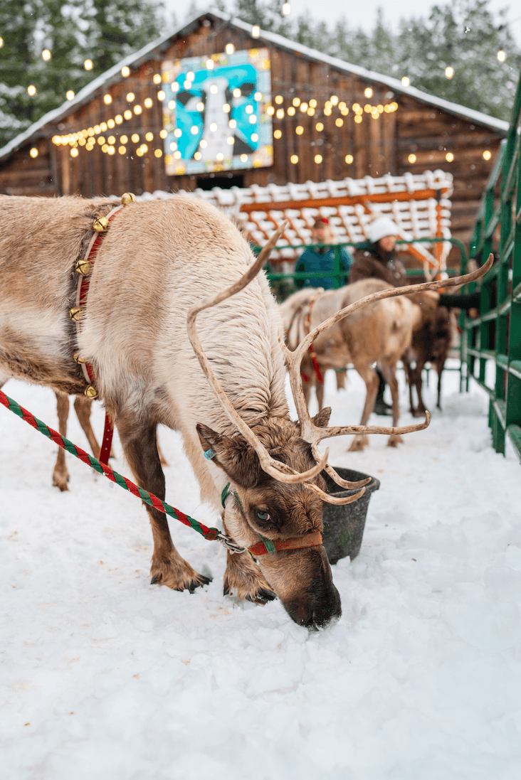 A reindeer with a harness stands in snowy ground, eating near a wooden building decorated with lights. Other reindeer and people are visible in the background.