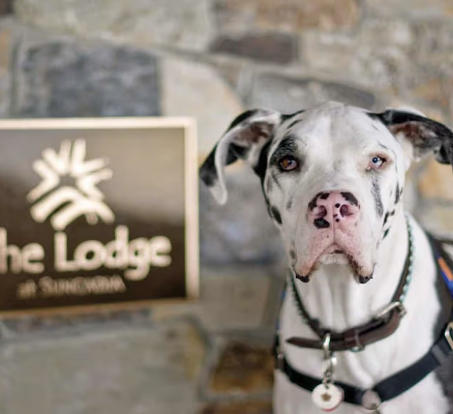 A white and black Great Dane wearing a collar and harness stands in front of a stone wall and a sign that reads The Lodge at St. Edward..