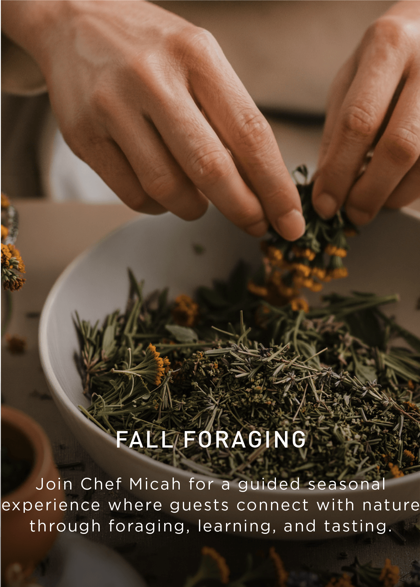Close-up of hands arranging dried herbs in a white bowl, with text about a fall foraging event led by Chef Micah, inviting guests to explore foraging, learning, and tasting.