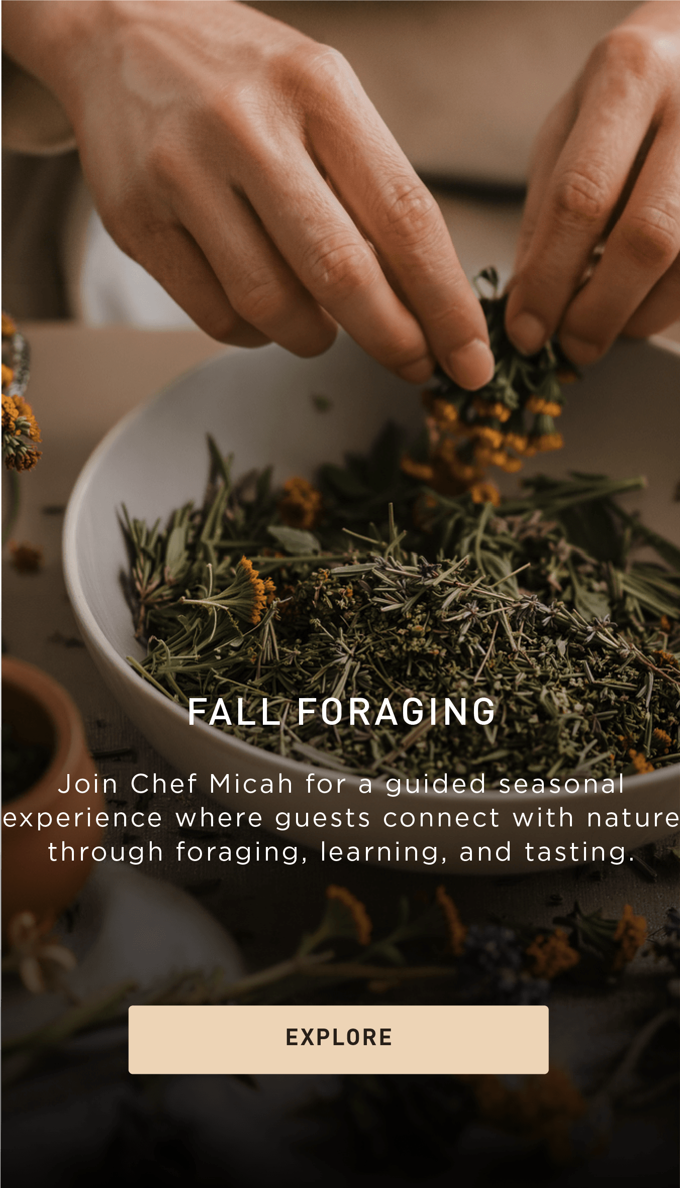 Close-up of hands arranging dried herbs in a white bowl, with text about a fall foraging event led by Chef Micah, inviting guests to explore foraging, learning, and tasting.