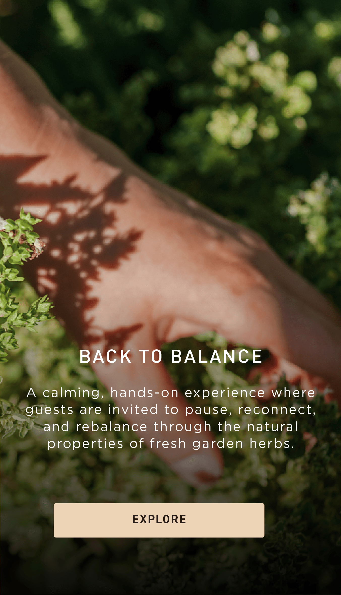 A hand gently touches green garden herbs, with text overlay describing a calming, hands-on experience to reconnect and rebalance using fresh herbs. A button labeled Explore is at the bottom.