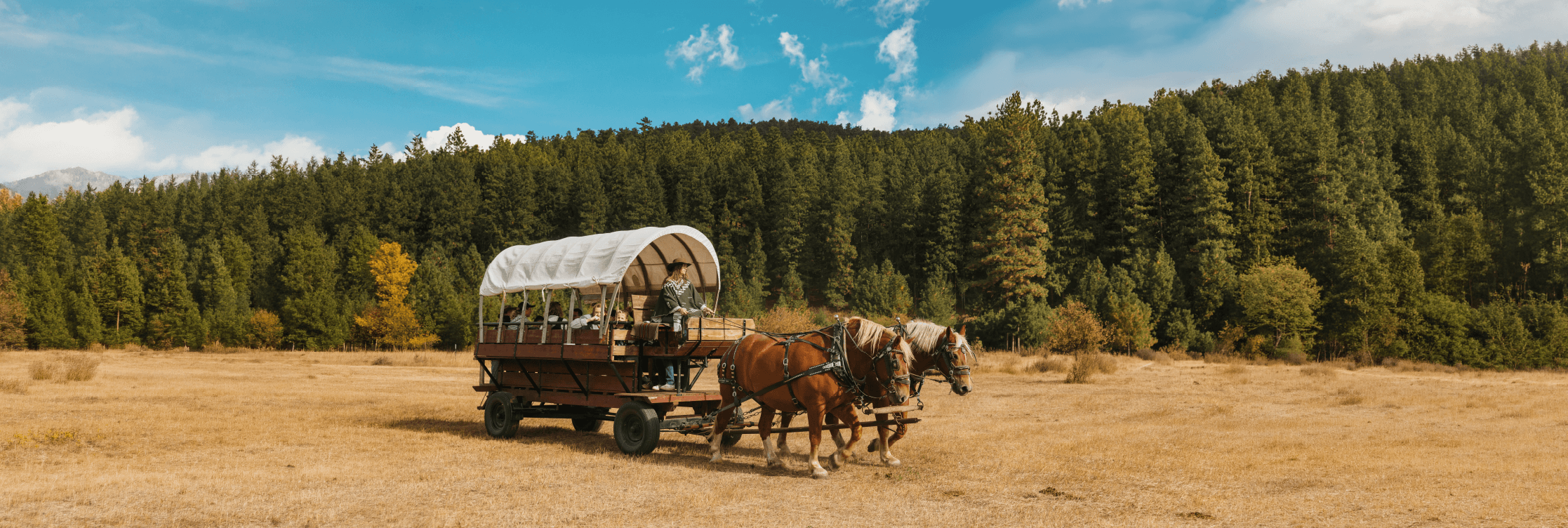 A covered wagon pulled by two horses travels across an open field, with people riding inside. Tall pine trees and a blue sky with clouds are in the background.