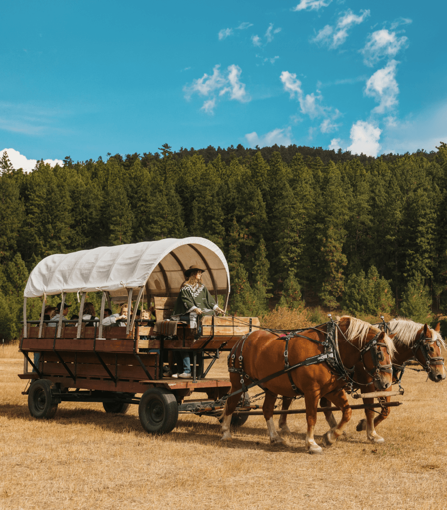 A covered wagon pulled by two horses moves through a grassy field, with a forest of tall green trees and a blue sky in the background. A person wearing a hat sits at the front, holding the reins.